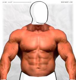 Torso