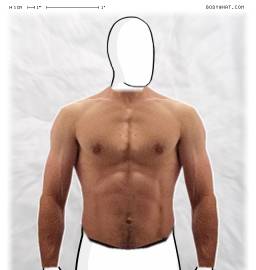 Torso
