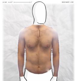 Torso