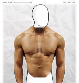 Torso