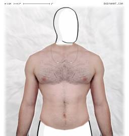 Torso