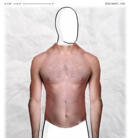 Torso