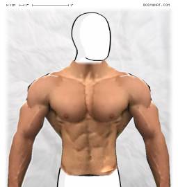 Torso