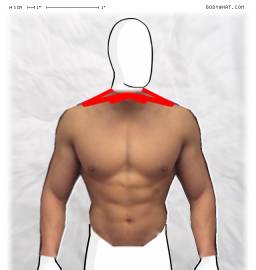 Torso