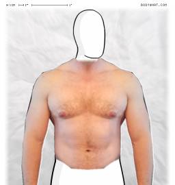 Torso