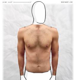 Torso