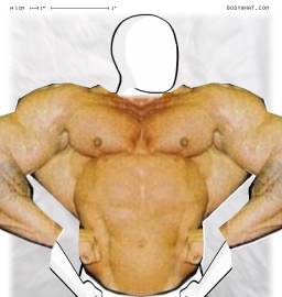 Torso