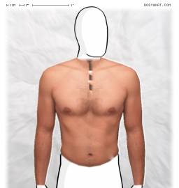 Torso