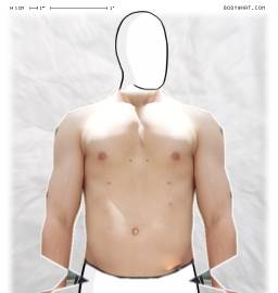 Torso