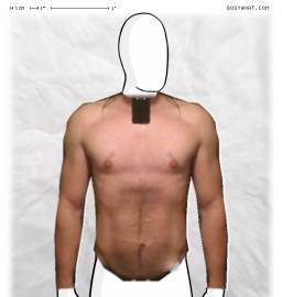 Torso