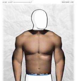 Torso