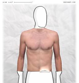 Torso