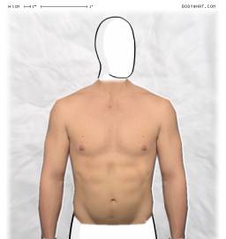 Torso