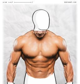 Torso