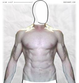Torso