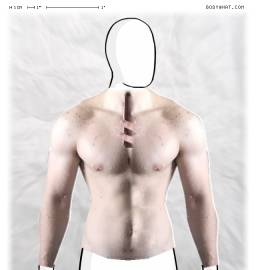 Torso