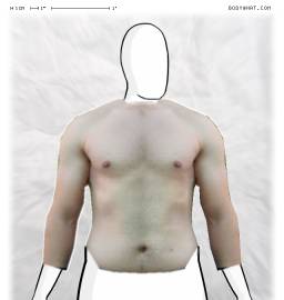 Torso