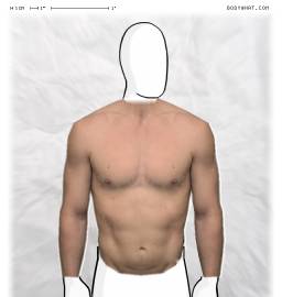 Torso