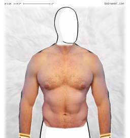 Torso
