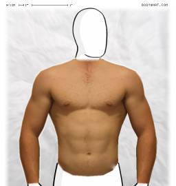Torso