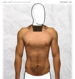 Torso