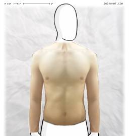 Torso