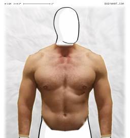 Torso