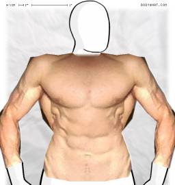 Torso