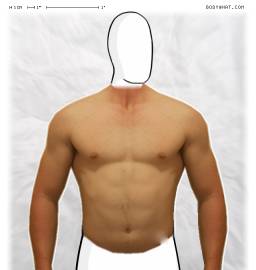 Torso