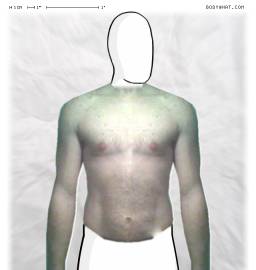 Torso