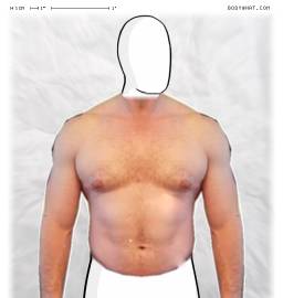 Torso