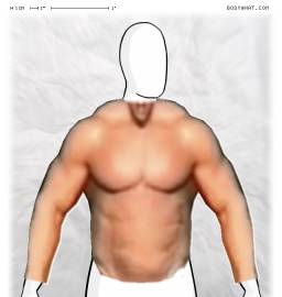 Torso