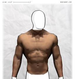 Torso