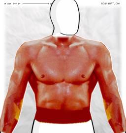 Torso