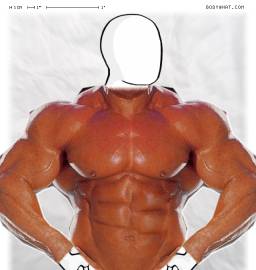 Torso