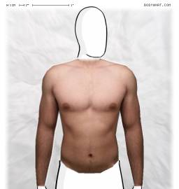 Torso