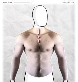 Torso