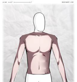 Torso