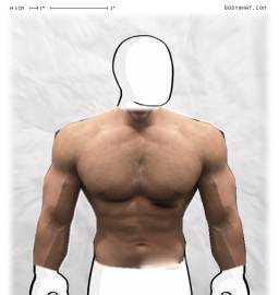 Torso