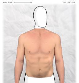 Torso