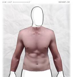 Torso