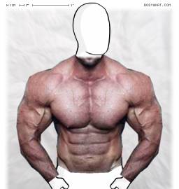Torso