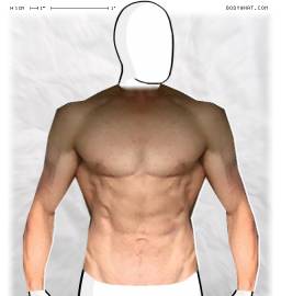 Torso