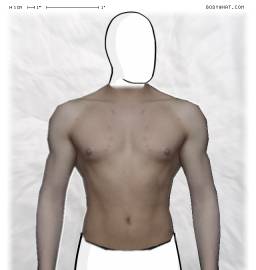 Torso