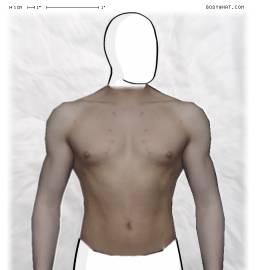 Torso