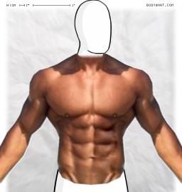 Torso