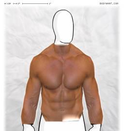 Torso