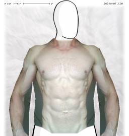 Torso