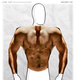 Torso