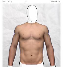 Torso